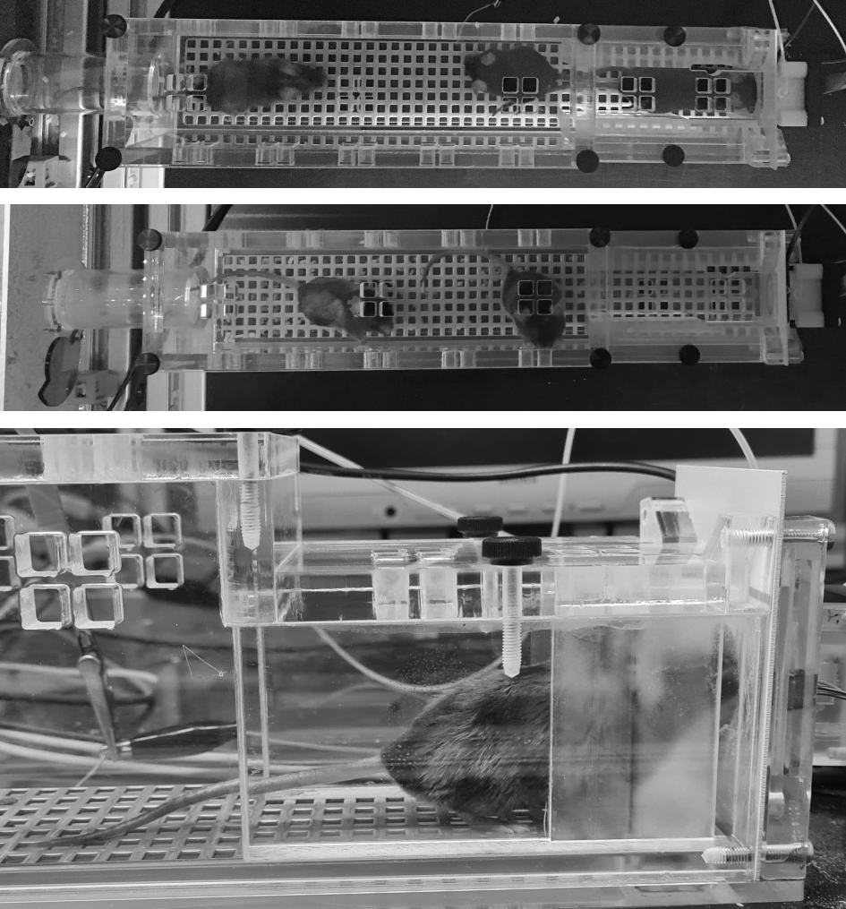 Close-up of the lick port / olfactometer / water module