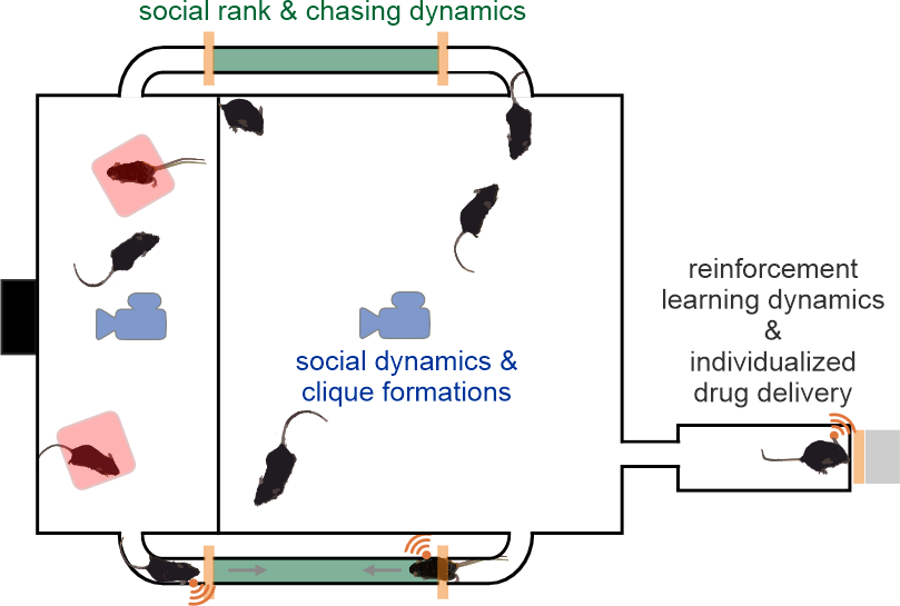 NoSeMaze scheme: two connected arenas joined by RFID tubes with overhead cameras — capturing social rank and chasing dynamics, social dynamics and clique formation, and reinforcement-learning dynamics with individualized drug delivery.