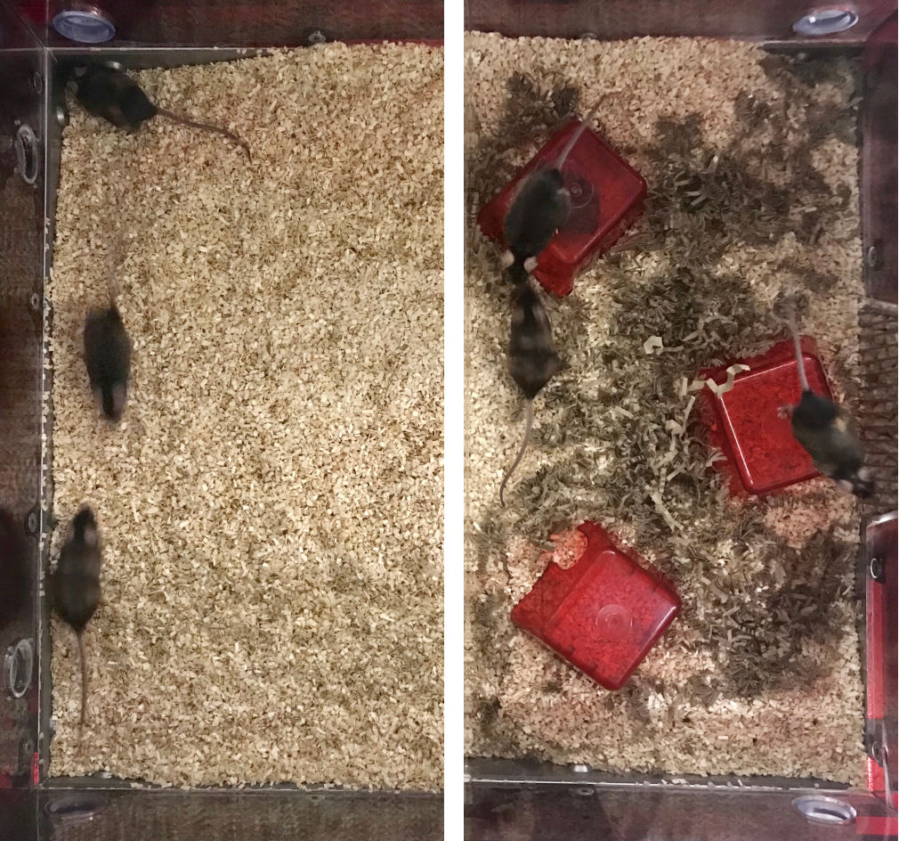 Overhead camera frame showing tracked mice